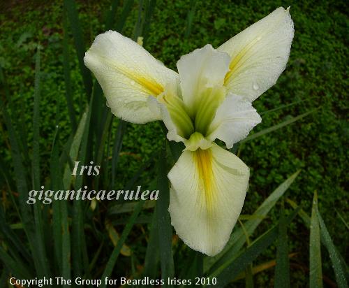 iris giganticaerula 
